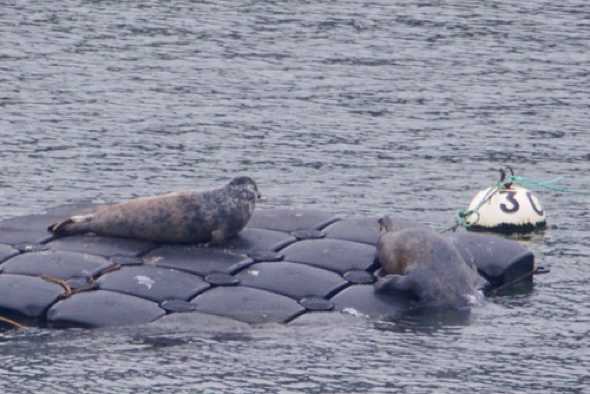 30 April 2023 - 09:19:33
----------------
Seals in the river Dart, Dartmouth